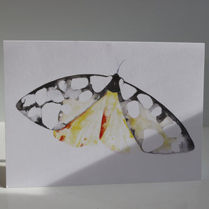 Butterflies of France Notecards by Heidy Sumei Chuang