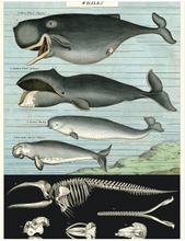 Load image into Gallery viewer, Natural History Posters
